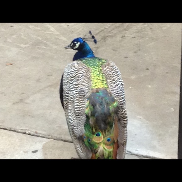 Profile Picture of Shelly Ferguson (@jrfsdfkafdjf) on Poshmark