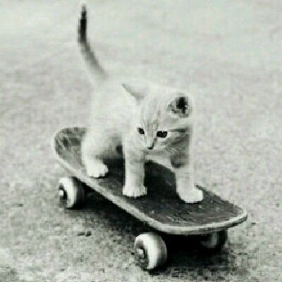 Profile Picture of Bernadette Belter (@PheonixRock) on Twitter