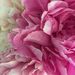 Profile Picture of Anita Kuderer (@kuderer) on Pinterest