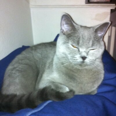 Profile Picture of Wing Liu (@fussypanda86) on Twitter