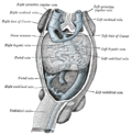 Profile Picture of Posterior cardinal veinon Wikipedia