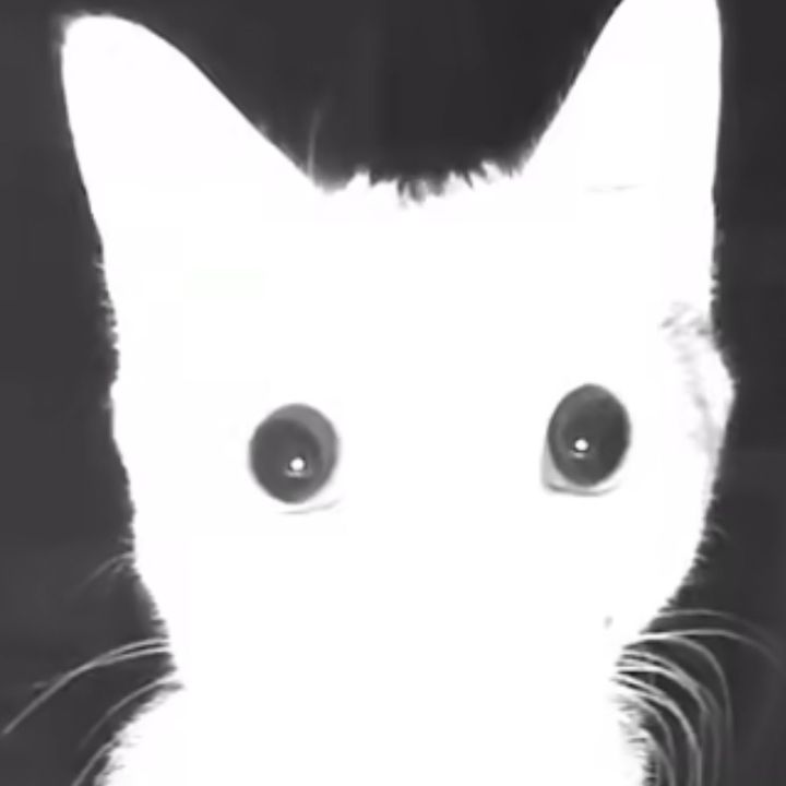 Profile Picture of dixieee (@dixiesuckzz) on Tiktok