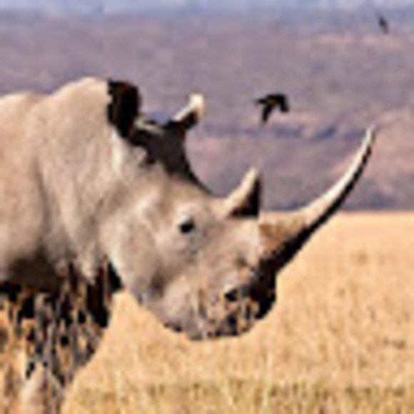 Profile Picture of Thomas Maxwell (@thomasmaxwell74) on Poshmark