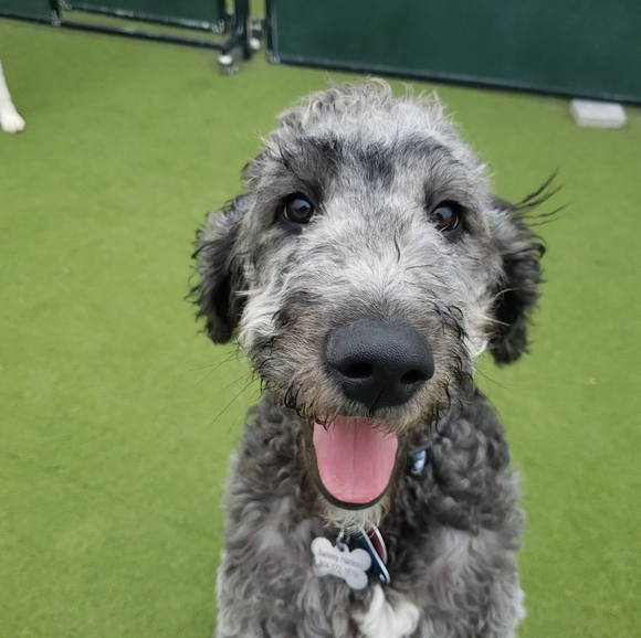 Profile Picture of Crystal Harless (@cdharless67) on Poshmark