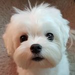 Profile Picture of Seul Gi Choi 최슬기 petstylist 🐶❣ (@seulgii0) on Instagram