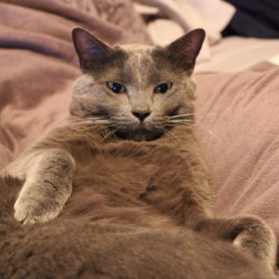 Profile Picture of Owen Steele (@OwenSteele4) on Twitter