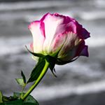 Profile Picture of Chris Nagel (@ironwood_imagery) on Instagram