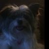 Profile Picture of Maia Paige Tasker Nicholls (@huskyboss294) on Tiktok