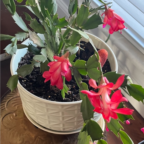 Profile Picture of Sandina Krlicevic (@sandina123) on Poshmark