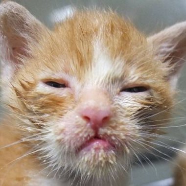 Profile Picture of Cheng Chiu-Yun (@cheng_chiu_yun) on Twitter