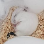 Profile Picture of 두식타그램🐹🐹 2020.01.30 🏠 (@du_sikk) on Instagram