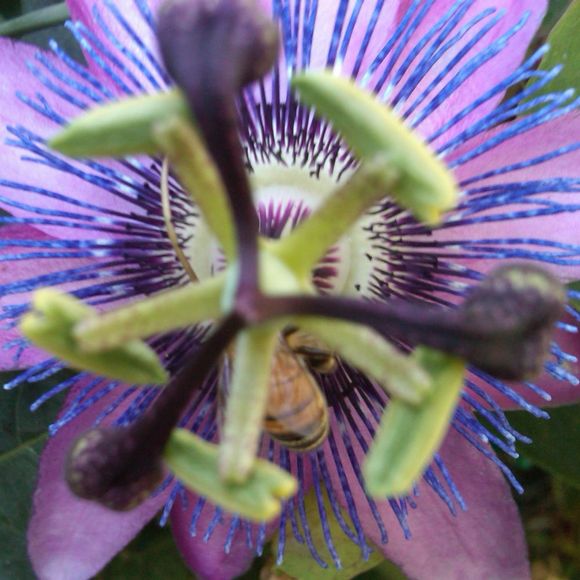 Profile Picture of Phyllis Fox (@foxyfoxy) on Poshmark