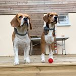 Profile Picture of Marley&Marshall (@marley_mahier) on Instagram