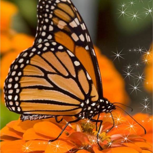 Profile Picture of Soledad Romero (@romerosoledad1) on Poshmark