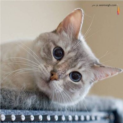 Profile Picture of Jamal_khoury (@Jamal_khoury) on Twitter