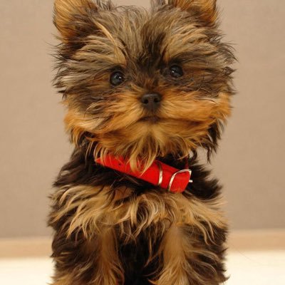 Profile Picture of Lisa Haughton (@sidnebony) on Twitter