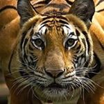 Profile Picture of Tony Knapp (@knapp.tony) on Instagram