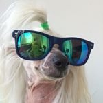 Profile Picture of Anna kennel Black Dragon (@anna.black.dragon) on Instagram