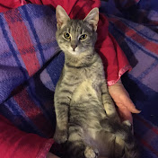 Profile Picture of Michael Fishman (@michaelfishman8281) on Youtube