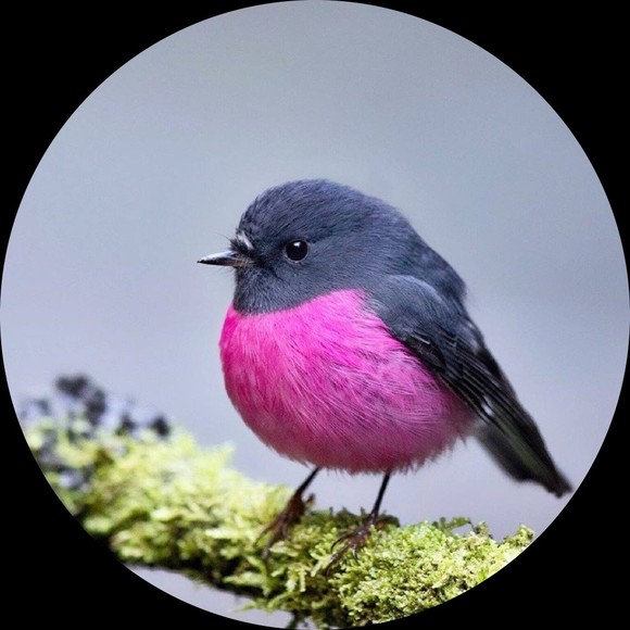 Profile Picture of Jael Rodriguez (@malasanga) on Poshmark