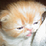 Vivian Cibele De Lima - Flickr Profile Picture of Vivian Cibele De Lima (@vivi.cibele) on Flickr