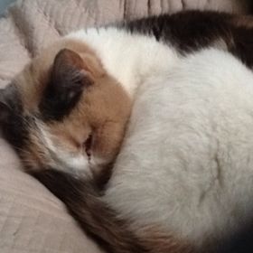 Profile Picture of Irene Kay Peterson (@generalmeow) on Pinterest
