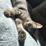 Profile Picture of Stella Harper (@padme01) on Instagram