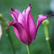 Profile Picture of Carly Beard (@carlybeard7730) on Youtube