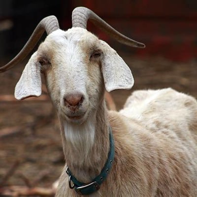 Profile Picture of Brandon Truman (@bet_goat) on Twitter