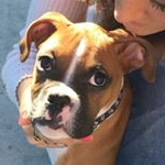 Profile Picture of Benjamin Da Boxer🐾 (@benjamindaboxer) on Instagram