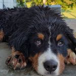 Profile Picture of Opie James Mckee (@opiethedopielittleberner) on Instagram
