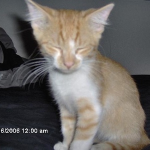 Profile Picture of Vincent Schwartz (@308237352) on Myspace