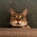 Profile Picture of Kim Fraser (@kim.likes.cats.fraser) on Facebook