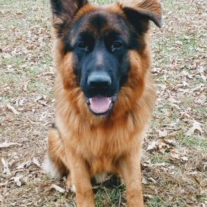 Profile Picture of Valor Boy (Mike Jernigan) (@Valor_Boy_GSD) on Twitter