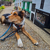 Cody Welsh Collie - Youtube Profile Picture of Cody Welsh Collie (@CodyWelshCollie) on Youtube