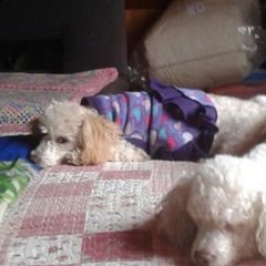 Profile Picture of Mauricio Rene Matus (@mauriciorenemat) on Twitter