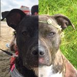 Profile Picture of Audrey & Ruby (@aud_and_rubes) on Instagram