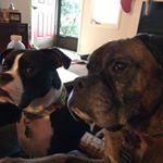 Profile Picture of StuffyBeauBoxer (@kim_lunde) on Instagram