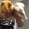 Profile Picture of Tom and Jerry🐹🐹 (@@tom_and_jerry_upton) on Tiktok