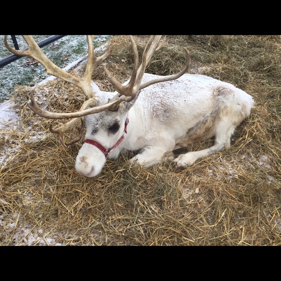 Profile Picture of Sonja Smallwood (@sonjasmallwood) on Poshmark