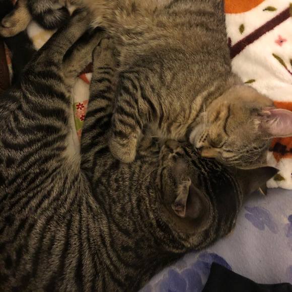 Darlene Hermesmann - Poshmark Profile Picture of Darlene Hermesmann (@dhermesmann) on Poshmark