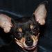 Profile Picture of Laura Dailey (@laura_dailey) on Pinterest