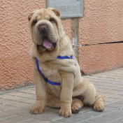 Jose Antonio Torregrosa - Youtube Profile Picture of Jose Antonio Torregrosa (@lokerone82) on Youtube