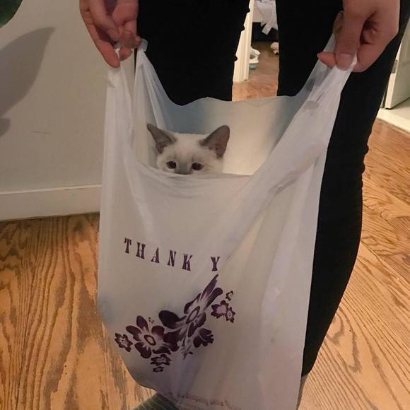 Profile Picture of Alice Yoo (@alicesyoo) on Poshmark