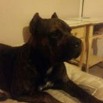 Profile Picture of joshuajameshimeljr (@joshuajameshimeljr) on Instagram