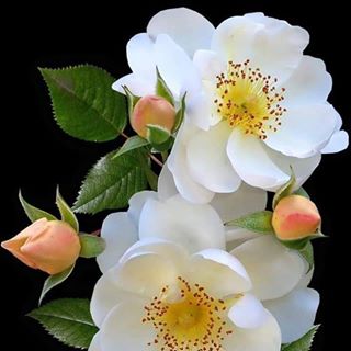 Profile Picture of Lucia Duran (@Lucia-Duran) on Facebook