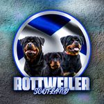 Profile Picture of Rottweiler Scotland 🏴󠁧󠁢󠁳󠁣󠁴󠁿 (@rottweiler_scotland) on Instagram