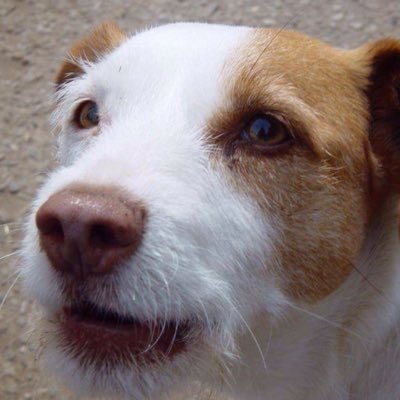Profile Picture of Peter Ball (@peteball) on Twitter