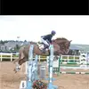 Profile Picture of lorna coffey (@lcsporthorses1) on Tiktok