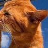 Profile Picture of Bubby Beauchamp (@@bubbybeauchamp) on Tiktok